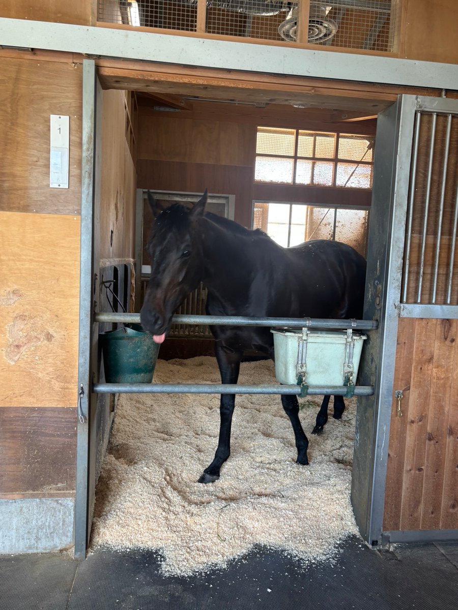 井上達也　デイリースポーツ(競馬) tweet media