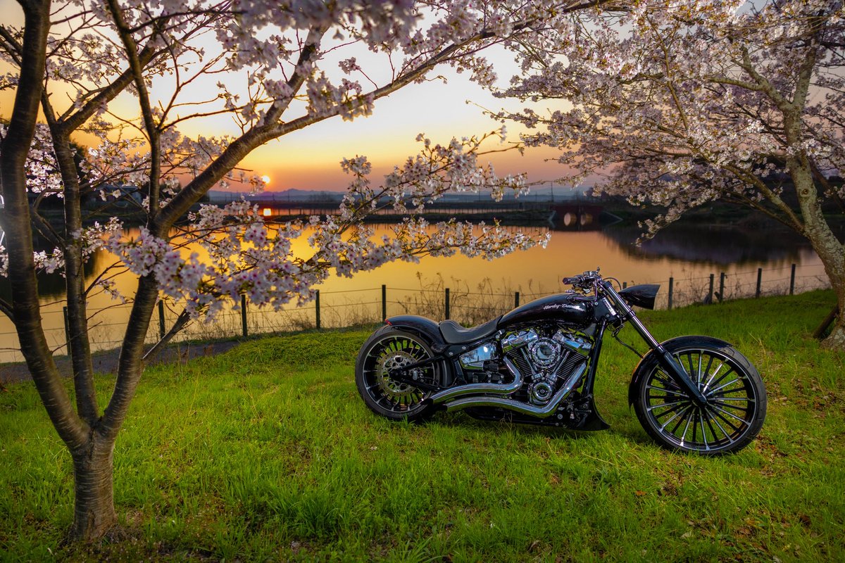 yuki_fxbr's tweet photo. 放置しすぎてた
最近の写真🫧

#harleydavidson #ブレイクアウト #breakout  #fxbr https://t.co/an7M6YepIb