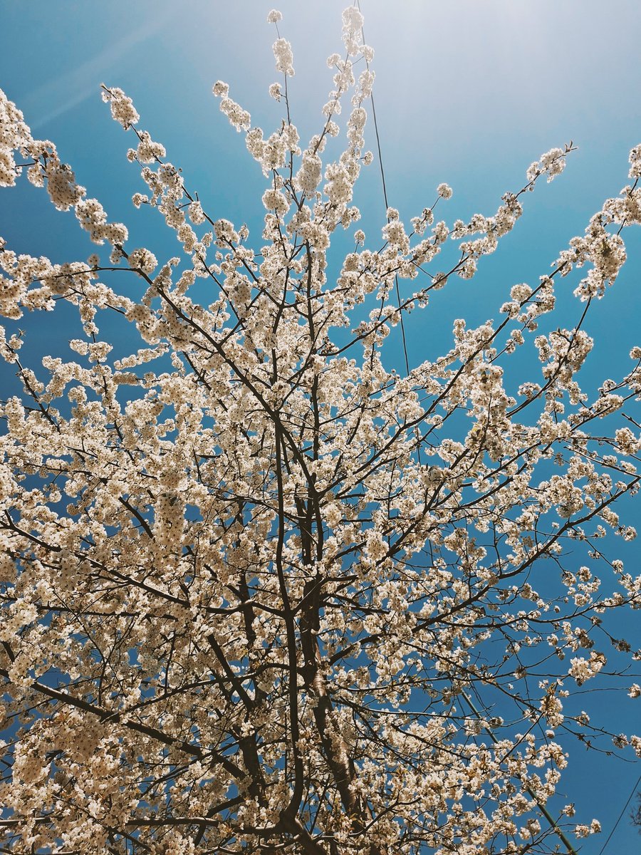 _fatimce_'s tweet image. April photo dump #VSCO #aprilmonth #spring