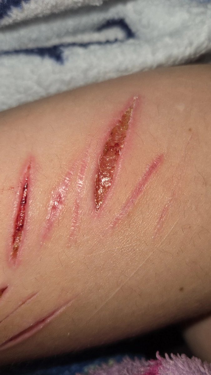 alice ;3 tweet media