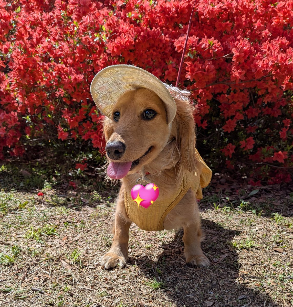 エディス tweet media