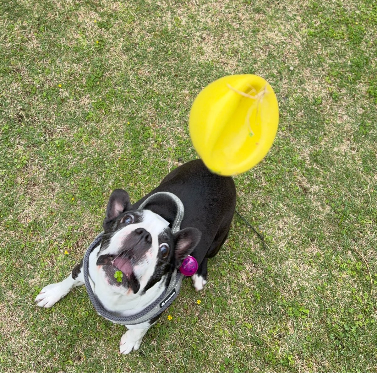 つぶやきパンダ tweet media