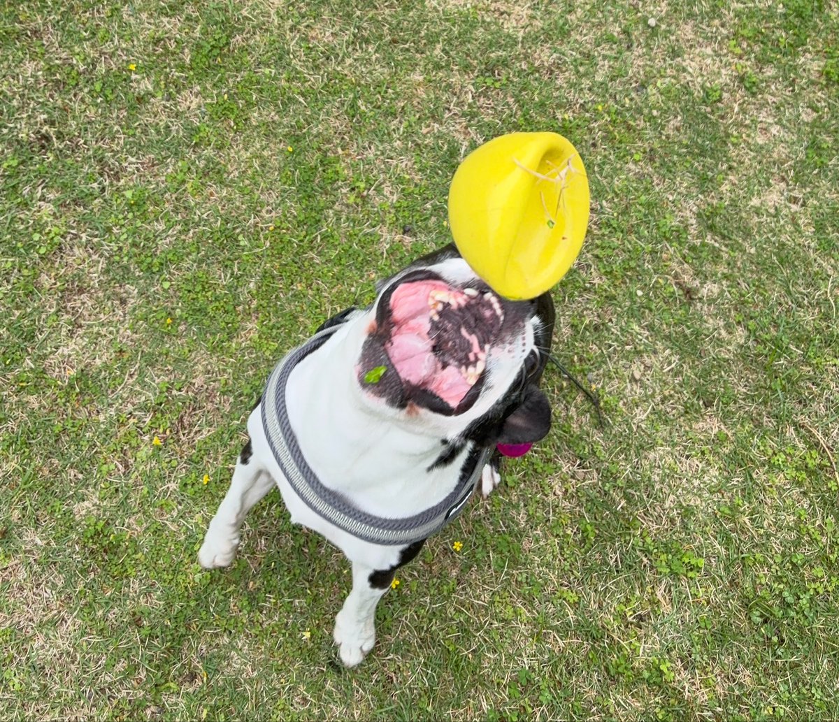 つぶやきパンダ tweet media