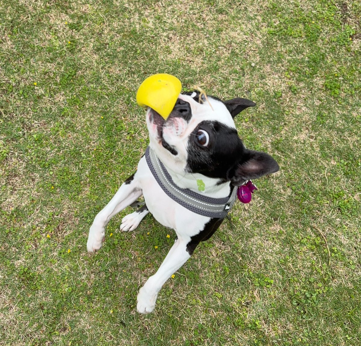 つぶやきパンダ tweet media