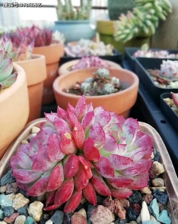 Michael robinson tweet media