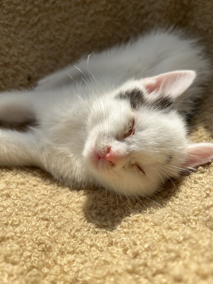 紫猫ユキ💜🐈‍⬛❄️歌みた公開中＆グッズ販売中 tweet media