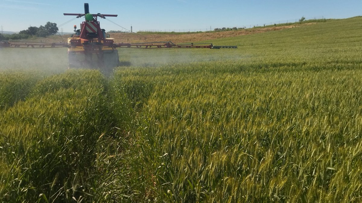 CatedraSipcam's tweet photo. 🗣️La Cátedra SIPCAM @sipcam_iberia - @Univcordoba de Bioestimulación de Cultivos para la Promoción de una Agricultura Rentable y Sostenible continúa avanzando en los ensayos de campo en trigo duro y trigo blando, con la realización de la segunda aplicación de #bioestimulación. https://t.co/BA8PKhSXFP