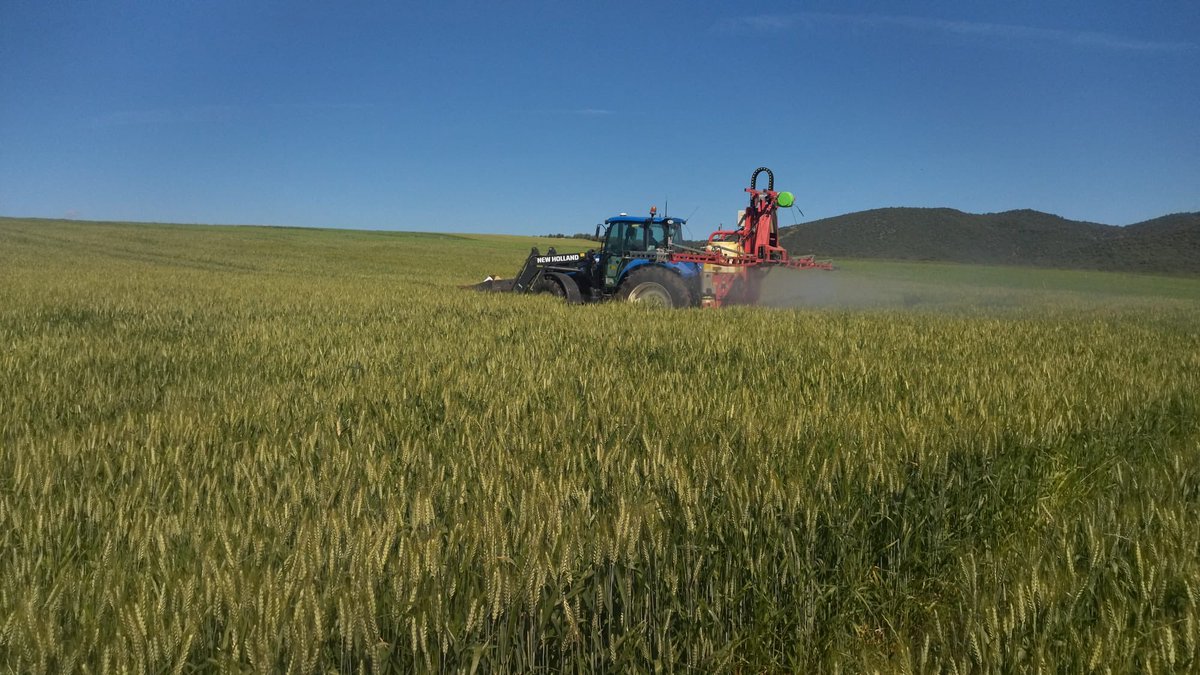CatedraSipcam's tweet photo. 🗣️La Cátedra SIPCAM @sipcam_iberia - @Univcordoba de Bioestimulación de Cultivos para la Promoción de una Agricultura Rentable y Sostenible continúa avanzando en los ensayos de campo en trigo duro y trigo blando, con la realización de la segunda aplicación de #bioestimulación. https://t.co/BA8PKhSXFP