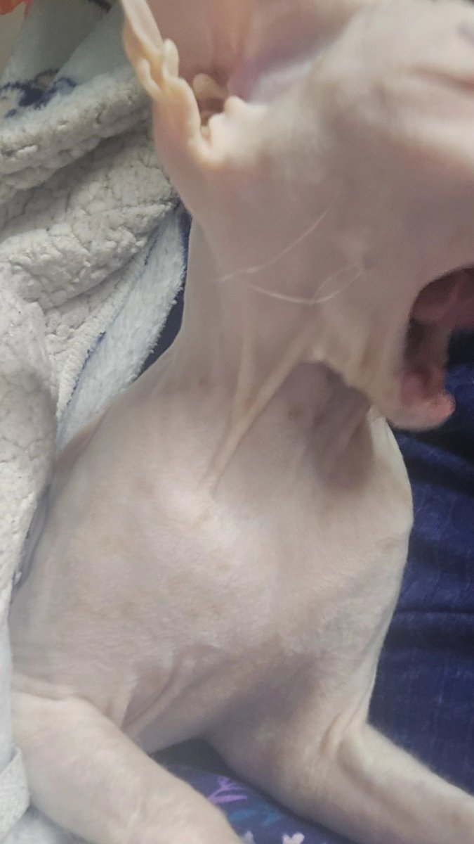 alice ;3 tweet media