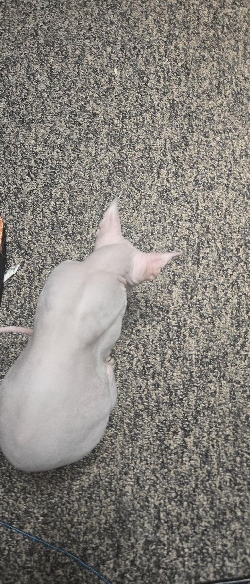 alice ;3 tweet media