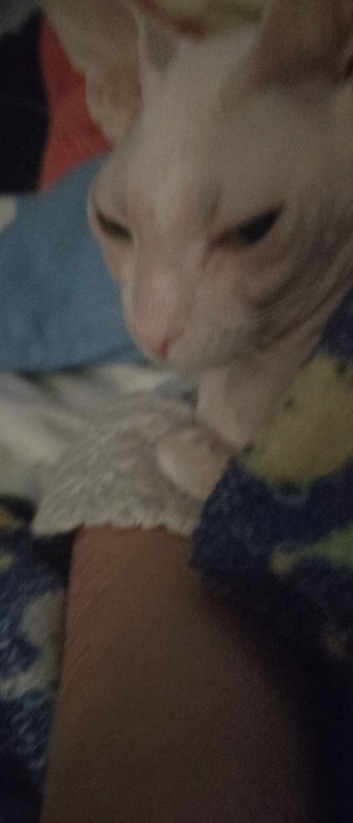 alice ;3 tweet media