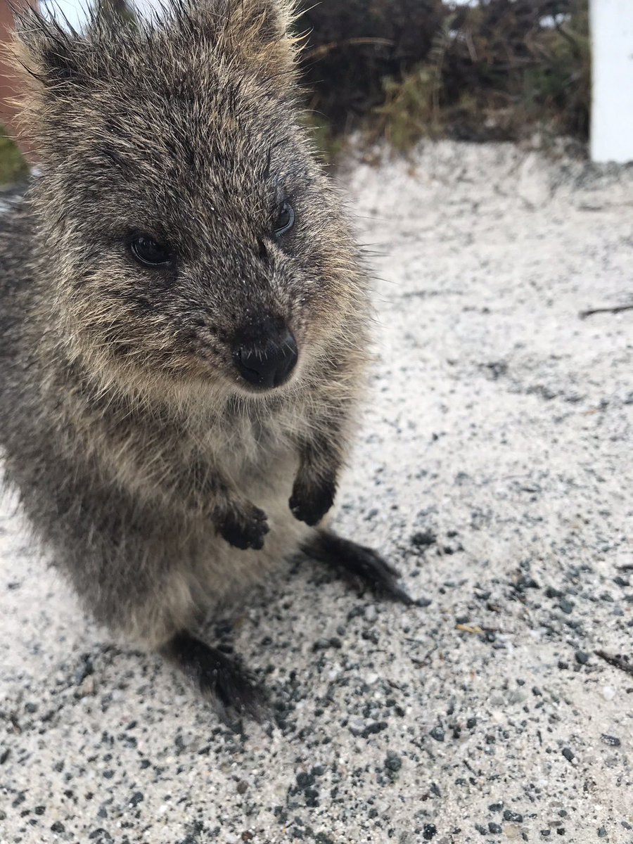 ぐらんと tweet media