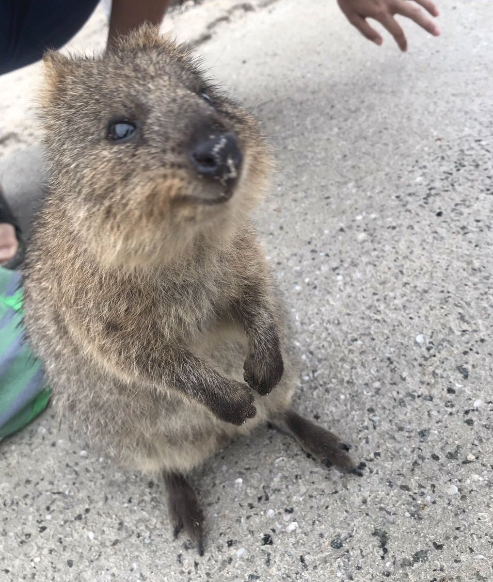 ぐらんと tweet media