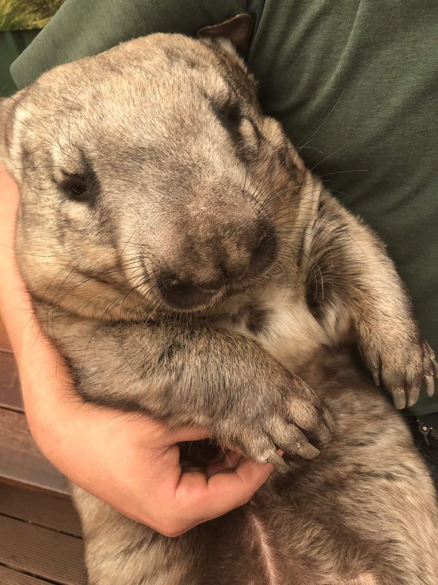 ぐらんと tweet media