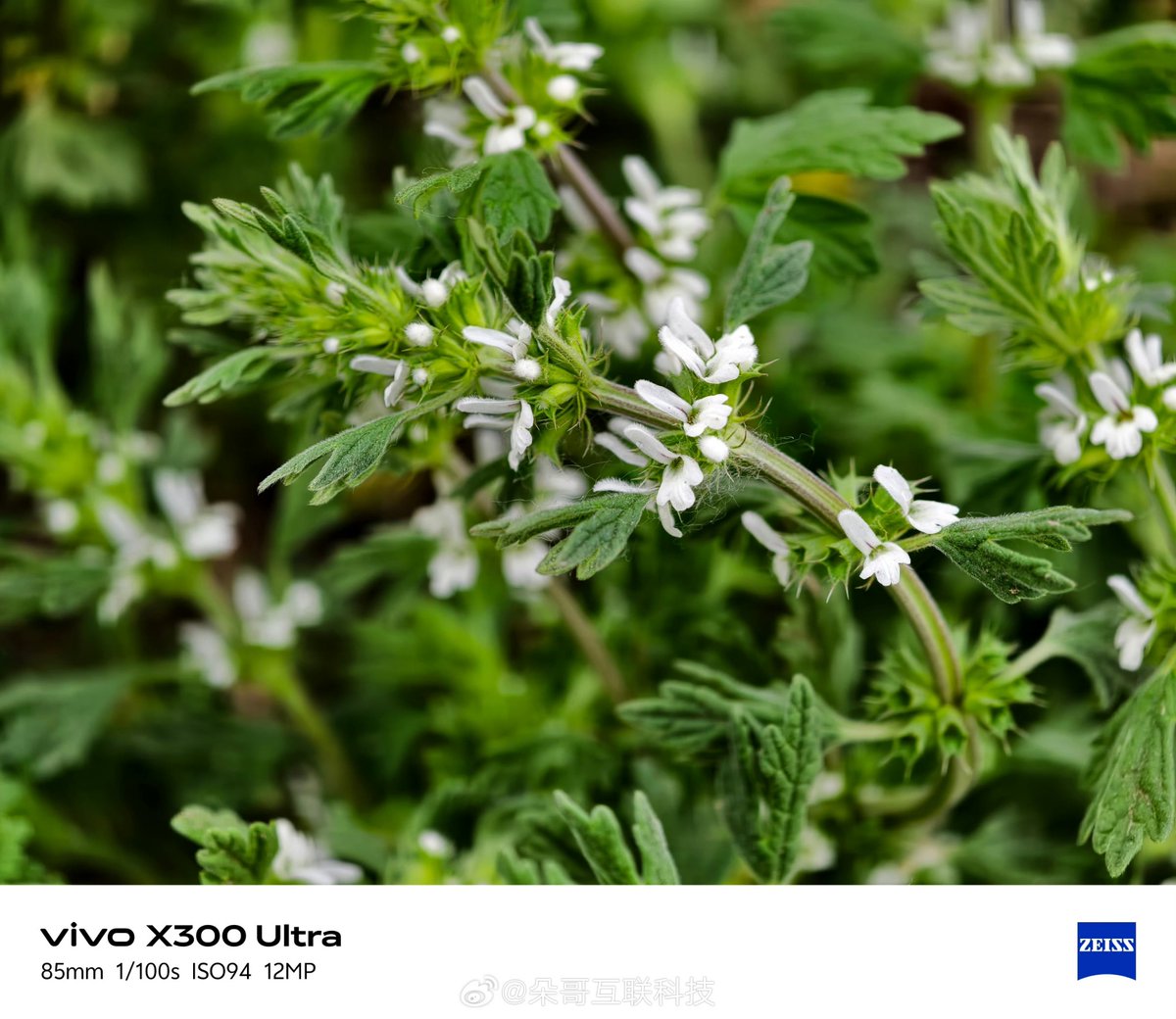 Gm_t18's tweet image. Camera Comparison: vivo X300 Ultra vs X200 Ultra 📸

Both at 85mm periscope, handheld. 

Which is better in your opinion? 
#vivo #vivoX300Ultra