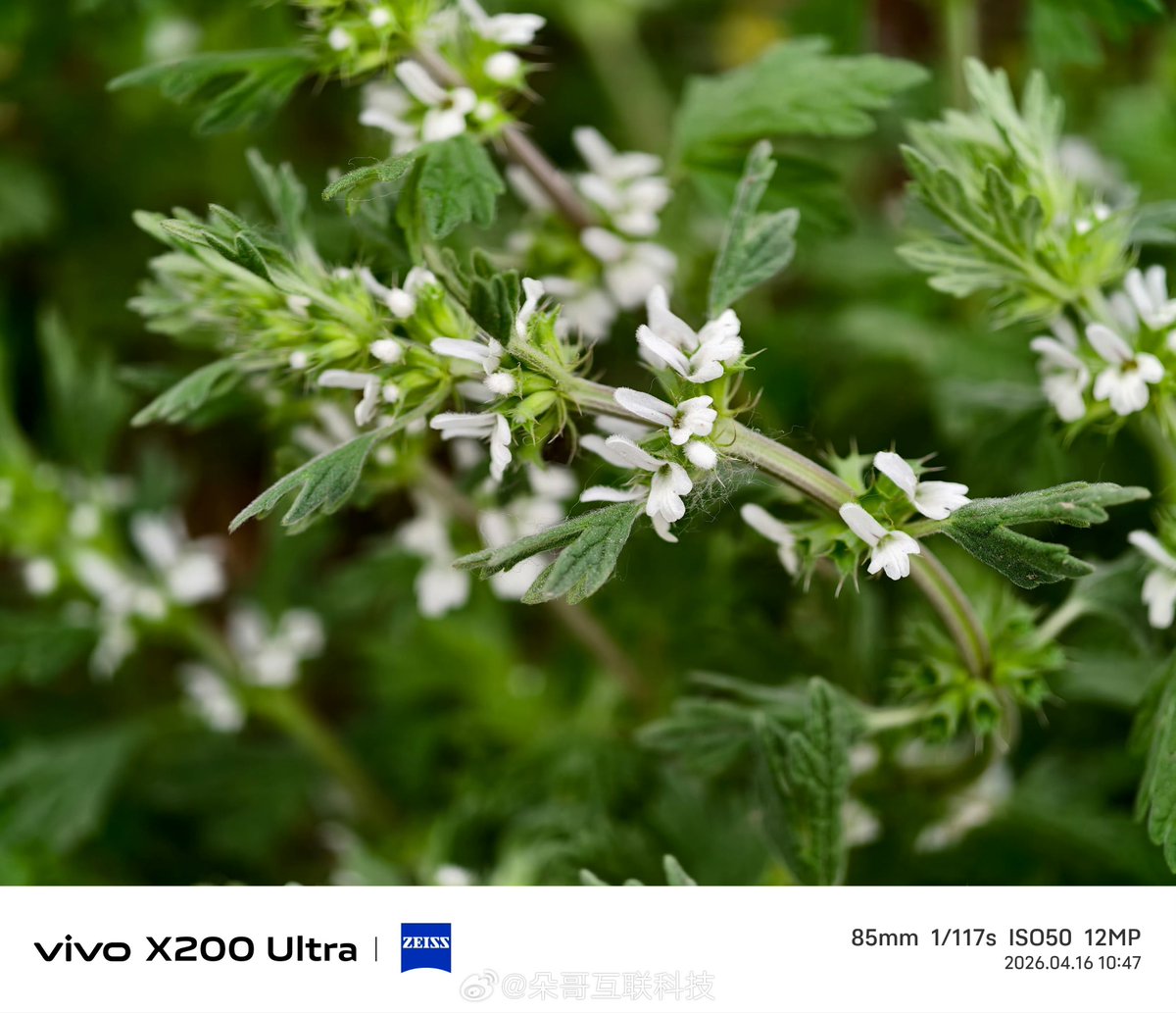 Gm_t18's tweet image. Camera Comparison: vivo X300 Ultra vs X200 Ultra 📸

Both at 85mm periscope, handheld. 

Which is better in your opinion? 
#vivo #vivoX300Ultra