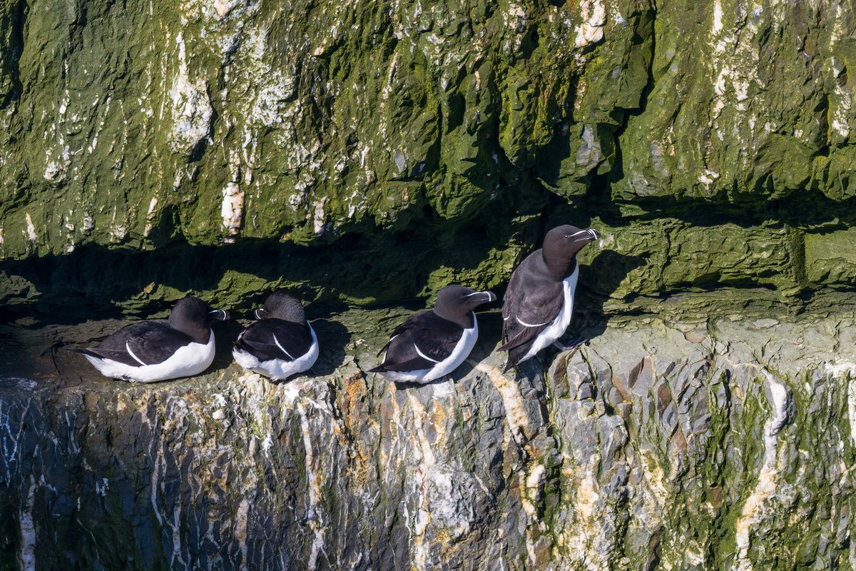 EcofactEcology's tweet photo. Razorbills (Alca torda) at Loop Head Special Protection Area (SPA), Co. Clare, last week.

Razorbills belong to the Auk family (Alcidae). In evolutionary terms, auks represent a northern hemisphere counterpart to penguins - not closely related, but showing clear convergent adaptations for underwater “flight”.

Indeed, the word “penguin” originally referred to the Great Auk (Pinguinus impennis), a now-extinct relative of the razorbill. When explorers later saw similar-looking birds in the Southern Hemisphere, they began calling those “penguins” as well.

Razorbills use their wings to “fly” beneath the surface, pursuing small fish such as sand eels and sprat. They typically feed at depths of around 25 metres but can dive to depths of up to 120 metres.

At breeding sites such as Loop Head, Razorbills nest on narrow cliff ledges, often alongside Guillemots (Uria aalge) but in slightly more sheltered positions. A single egg is laid directly on the rock. Pairs show strong site fidelity and maintain long-term bonds.

One of the more remarkable aspects of their life history is the behaviour of chicks. Before they can fly, chicks leave the cliff at night, leaping into the sea below. The male accompanies the chick and continues to care for it entirely at sea for several weeks. Razorbills are highly marine and are only found on land during the breeding season. 

Their reliance on small schooling fish makes them vulnerable to changes in prey availability, as well as to pressures such as bycatch, pollution, and climate change. This species is officially Red-listed in Ireland.