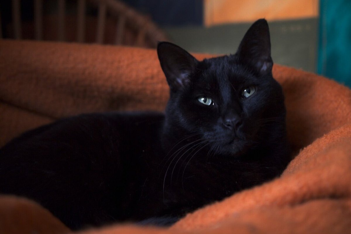 vigipets's tweet image. 🟠 🐱 Chat perdu le 17/04/2026 à Limours (91470).
Race : Européen / Âge : 9 an(s)
Neko / Mâle / Identifié(e) : Oui

☎️ 0621805420
📧  marielle.marugan@wanadoo.fr

#chatperdu #chattrouve #chat #perdu #trouve