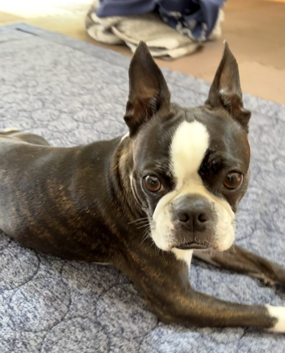 ぽんちゃん🐶ボストンテリア tweet media