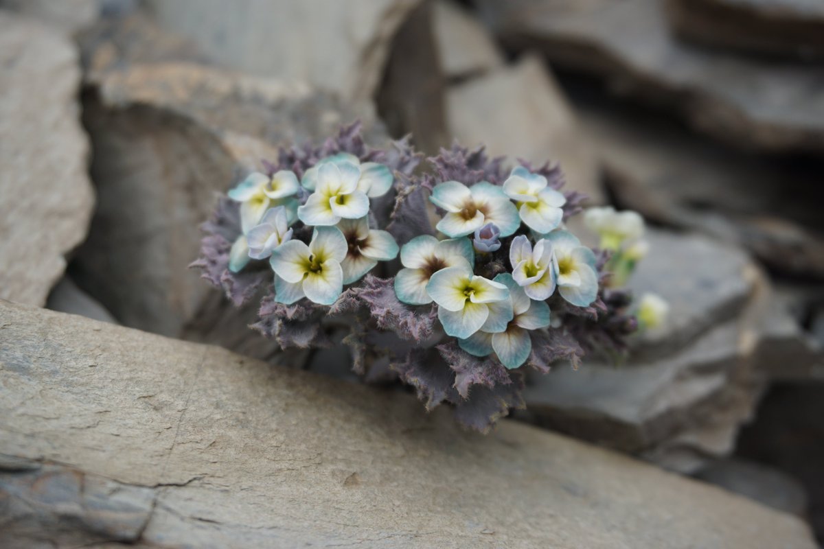 PhytoKeys's tweet photo. ⛰️ A new plant species called Solms-laubachia garzeensis has been discovered within the rugged Hengduan Mountains of Sichuan, China. 

➡️ Read the full study here: https://t.co/bHqNvHvuGM 

#criticallyendangered #newspecies https://t.co/fDWUYXfbWm