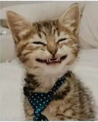 Ꮲ𝐫є𝖙𝖙ɏ ωøɱꋬ̊ɳ🧚‍♀️ 𝓒𝓾𝓽𝓮 𝓒𝓱𝓾𝓻𝓪𝓲𝓵 👻 tweet media