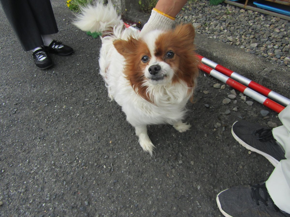 ハクと犬のはなし tweet media