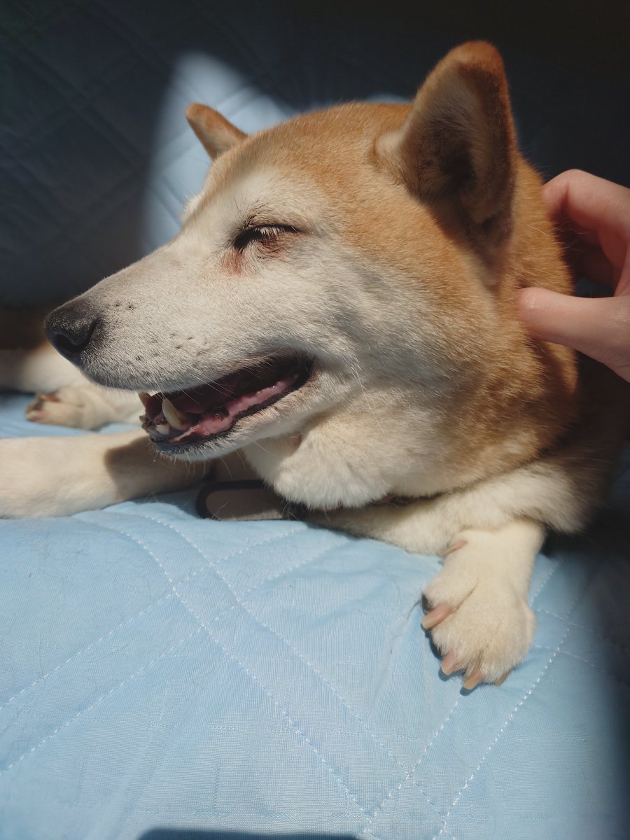 𝑨𝒏𝒈𝒓𝒚𝑪𝒉𝒆𝒍𝒔𝒆 tweet media