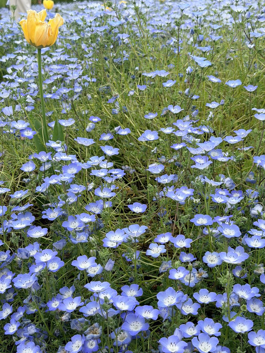 ワイトさん🪦@？？？系Vtuber(Vライバー) tweet media