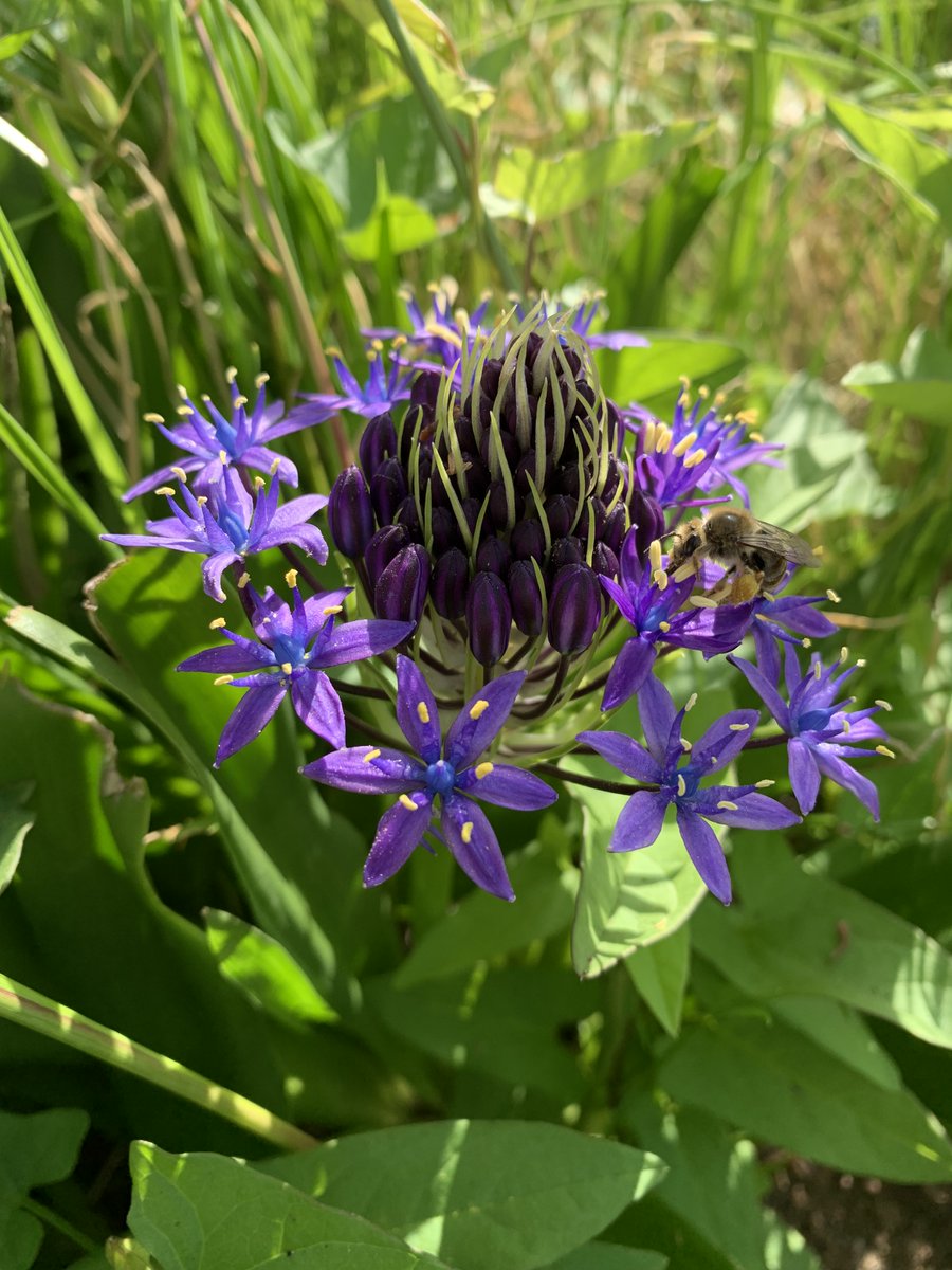 Green Pool tweet media