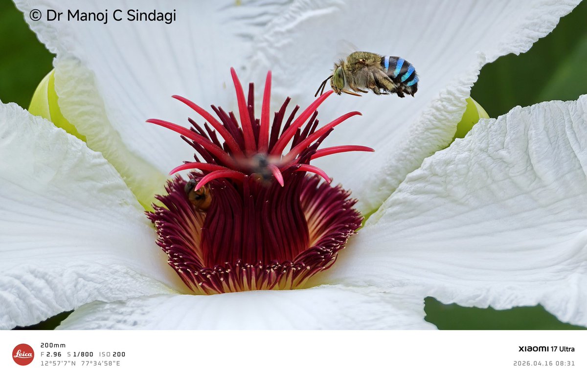 manojcs's tweet photo. A Blue-banded Bee caught in flight by the Xiaomi 17 Ultra, at 200mm! MacroPhotography in the palm of your hand! https://t.co/0bmnW0PY3q