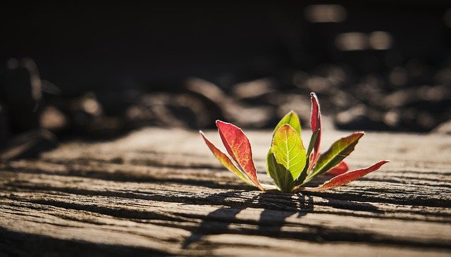 Lawrence Rodriguez tweet media