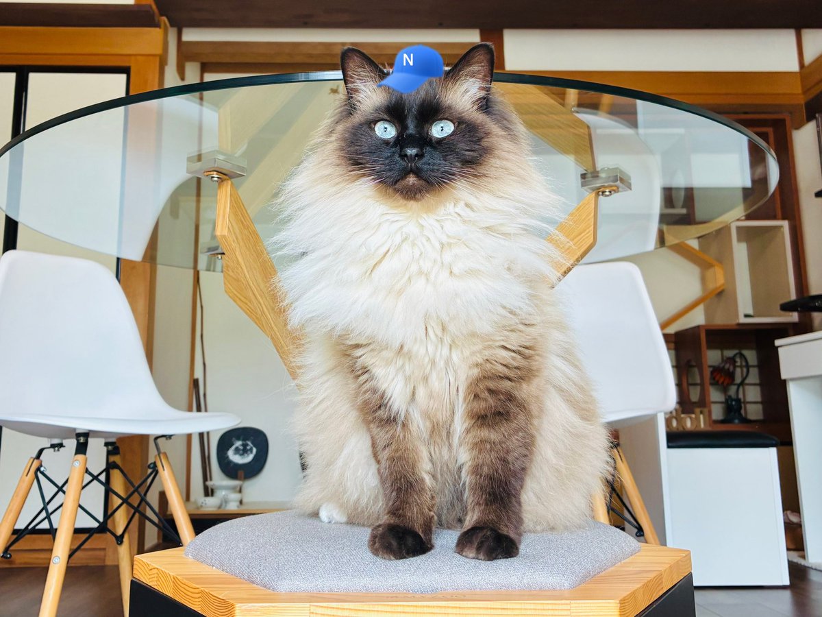 SIAMDOLL2021's tweet image. 運動させるためネコフィッシング😉🎣
Newじゃらし遊び楽しいにゃーん😸🐾

※ゴム紐なので獲物がビヨンビヨン動く!
#猫のいる暮らし #猫じゃらし #Ragdoll