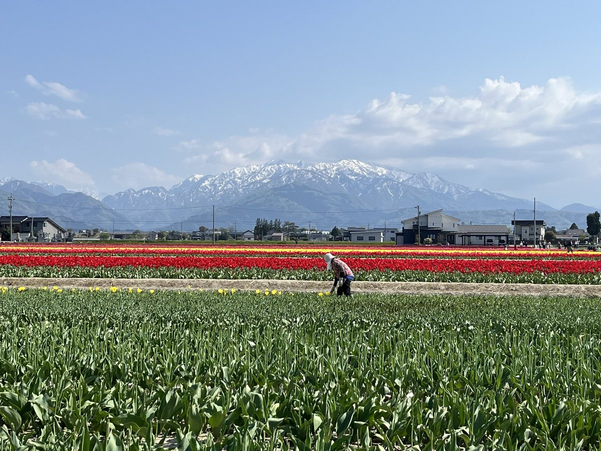 🌷にゅうぜんフラワーロード🌷 tweet media