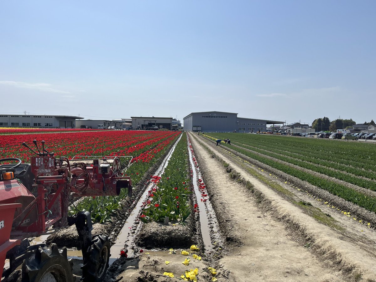 🌷にゅうぜんフラワーロード🌷 tweet media