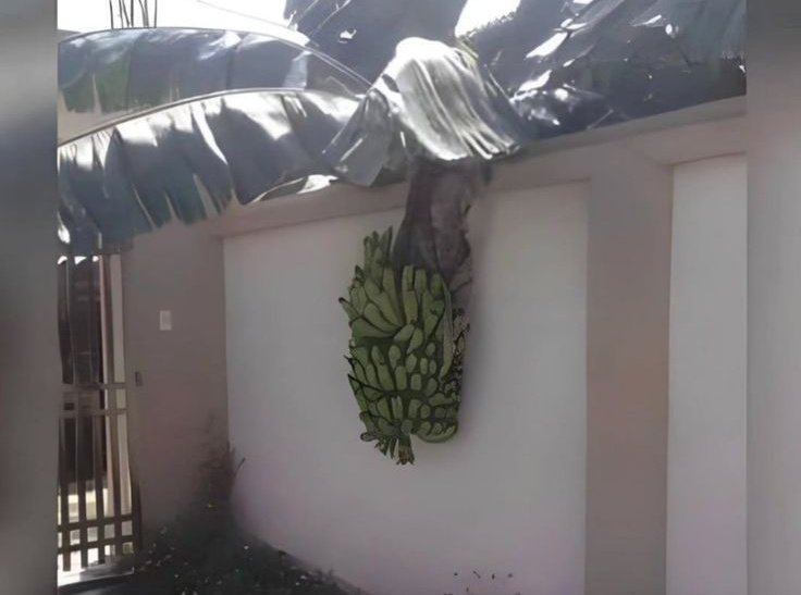 Ｊｅｓｔｅｒ tweet media