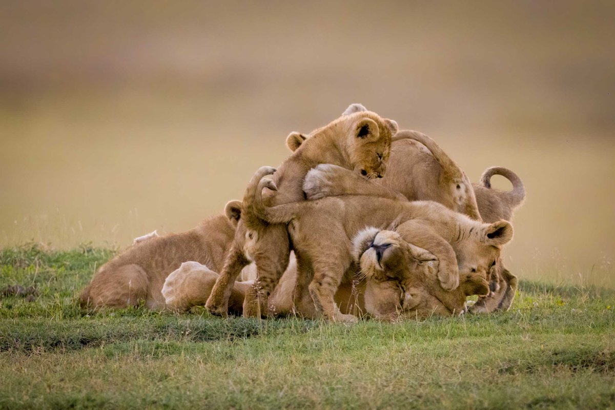 NickDale_Photo's tweet image. Lioness stands feeding off African elephant carcase
#clipoftheday #videooftheday #lioness #kruger #onsafariwithnickdale
youtu.be/64aTxOfLDWM