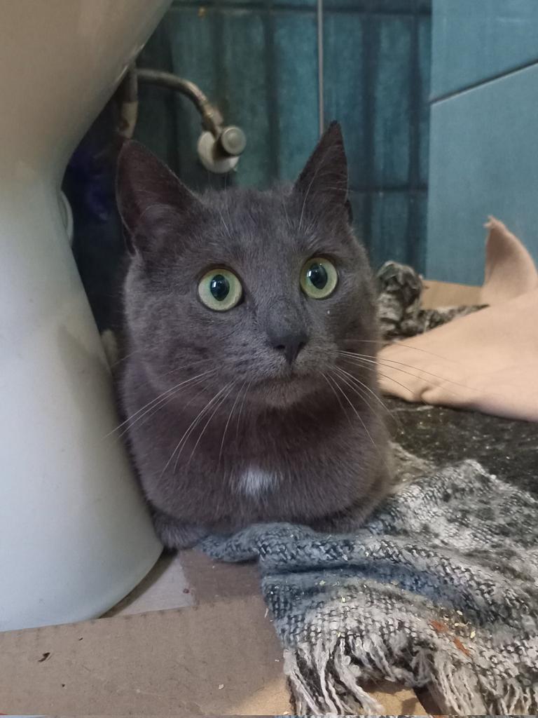 Терміново треба родина котичці, інакше вона повернеться на вулицю.

Стерилізована, здорова, готова до переїзду.
Можлива доставка.