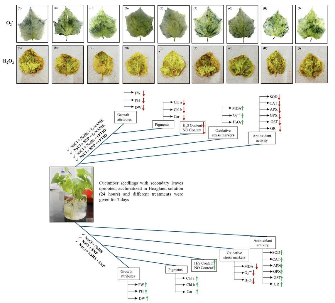 🥒 Can tiny gas molecules like hydrogen sulfide &amp; nitric oxide help cucumbers fight salt stress? 

Synergistic effects of hydrogen sulfide and nitric oxide in enhancing salt stress tolerance in cucumber seedlings. 

bit.ly/4mCHeg8