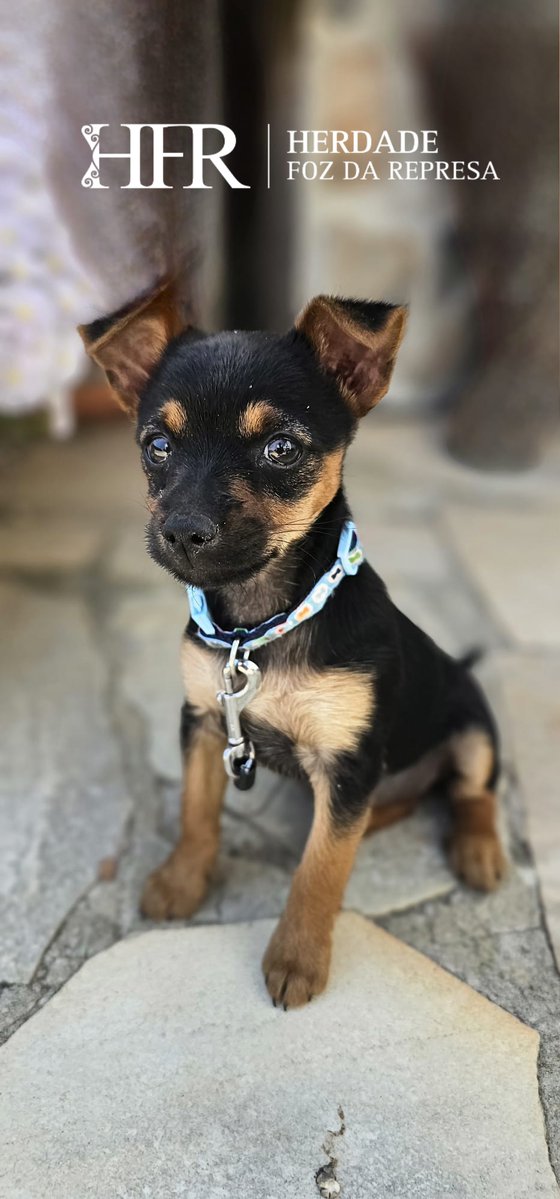 HerdadeFozdaRep's tweet image. Yes, we are petfriendly

HerdadeFozDaRepresa.com 

#petfriendly  #Alentejo