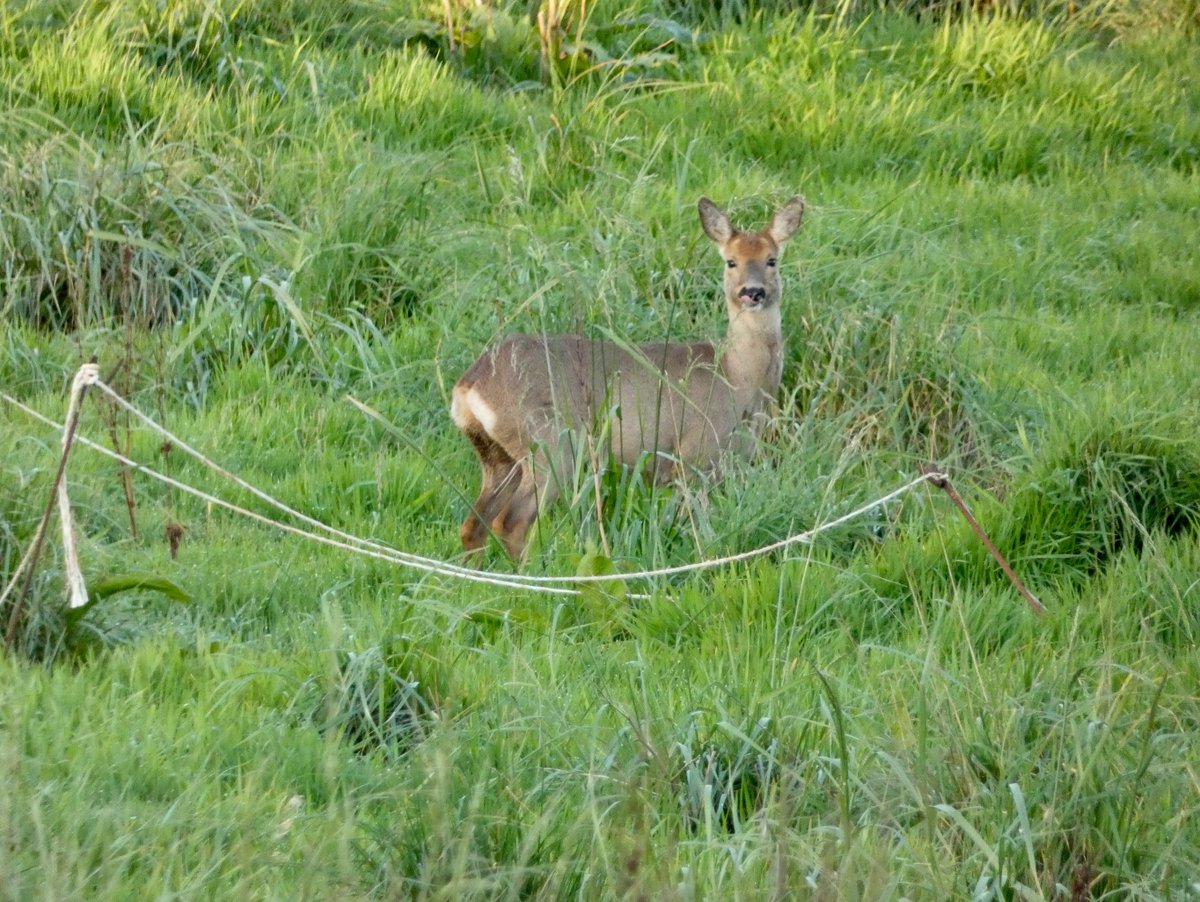 CliffsideKatie's tweet image. Spring 🦊🦌 #cliffside