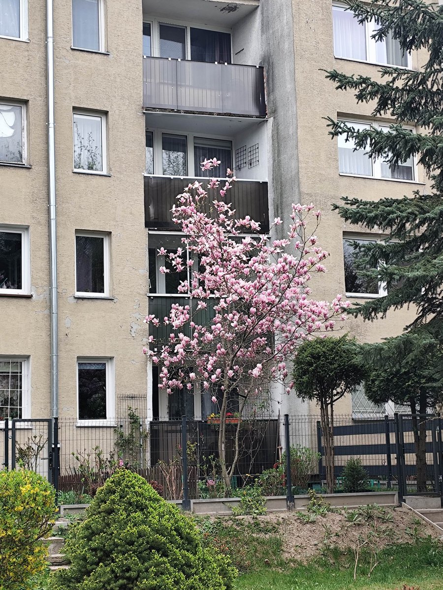 OlaKrugly's tweet image. Oto coś, co w Polsce działa jak program rewitalizacji - #magnolia!
W ogródkach przy blokach, między balkonami, siatkami i elewacją sprzed lat, co roku robi dokładnie to samo: zamienia zwykłe osiedle w miejsce, na które chce się patrzeć.
To jest taka niewidzialna infrastruktura