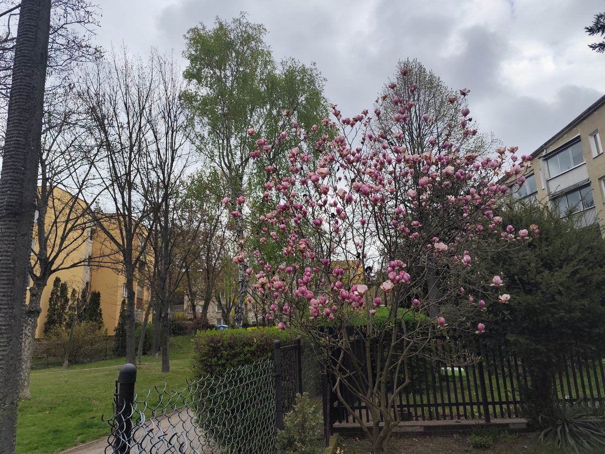 OlaKrugly's tweet image. Oto coś, co w Polsce działa jak program rewitalizacji - #magnolia!
W ogródkach przy blokach, między balkonami, siatkami i elewacją sprzed lat, co roku robi dokładnie to samo: zamienia zwykłe osiedle w miejsce, na które chce się patrzeć.
To jest taka niewidzialna infrastruktura