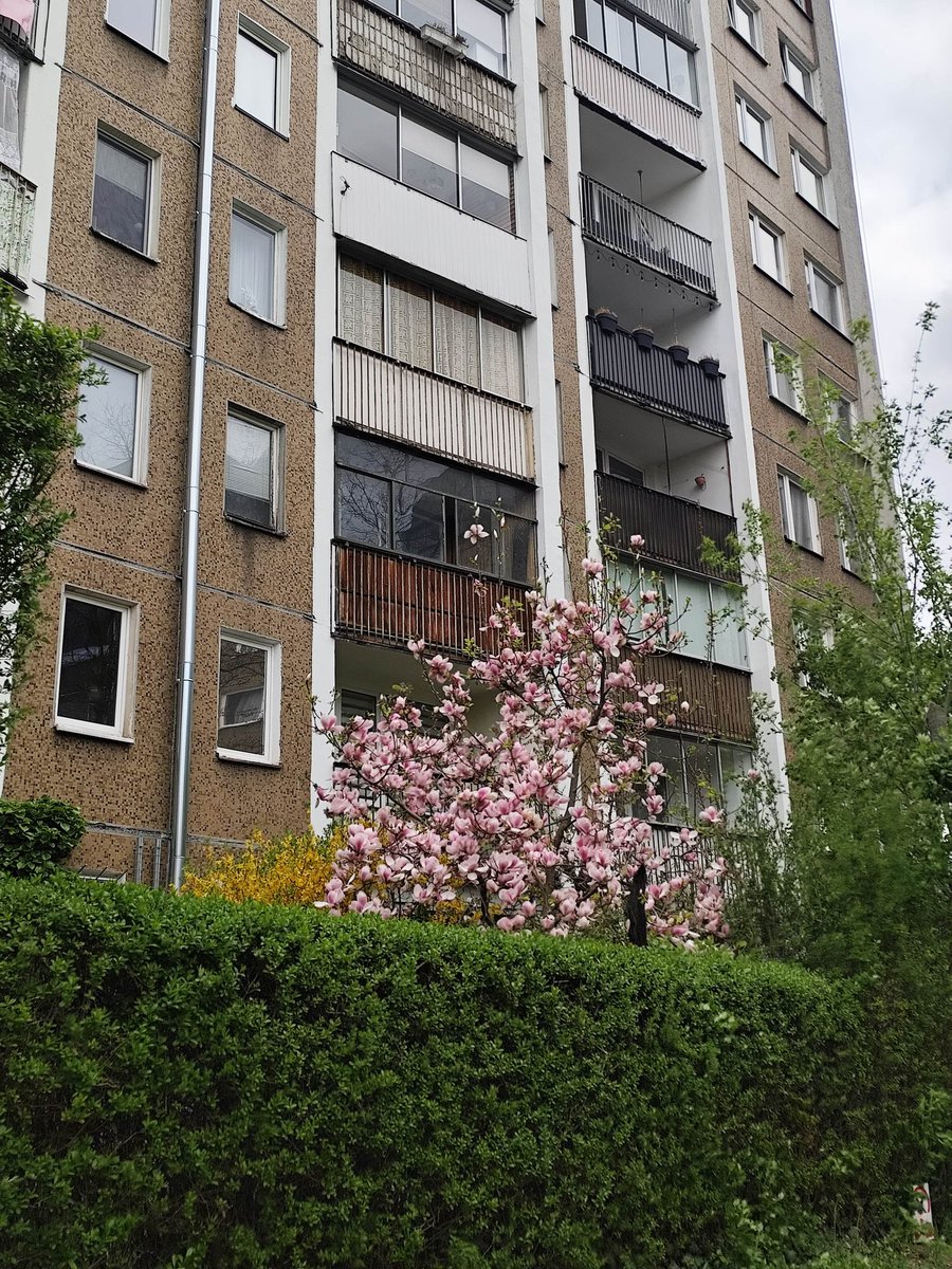 OlaKrugly's tweet image. Oto coś, co w Polsce działa jak program rewitalizacji - #magnolia!
W ogródkach przy blokach, między balkonami, siatkami i elewacją sprzed lat, co roku robi dokładnie to samo: zamienia zwykłe osiedle w miejsce, na które chce się patrzeć.
To jest taka niewidzialna infrastruktura