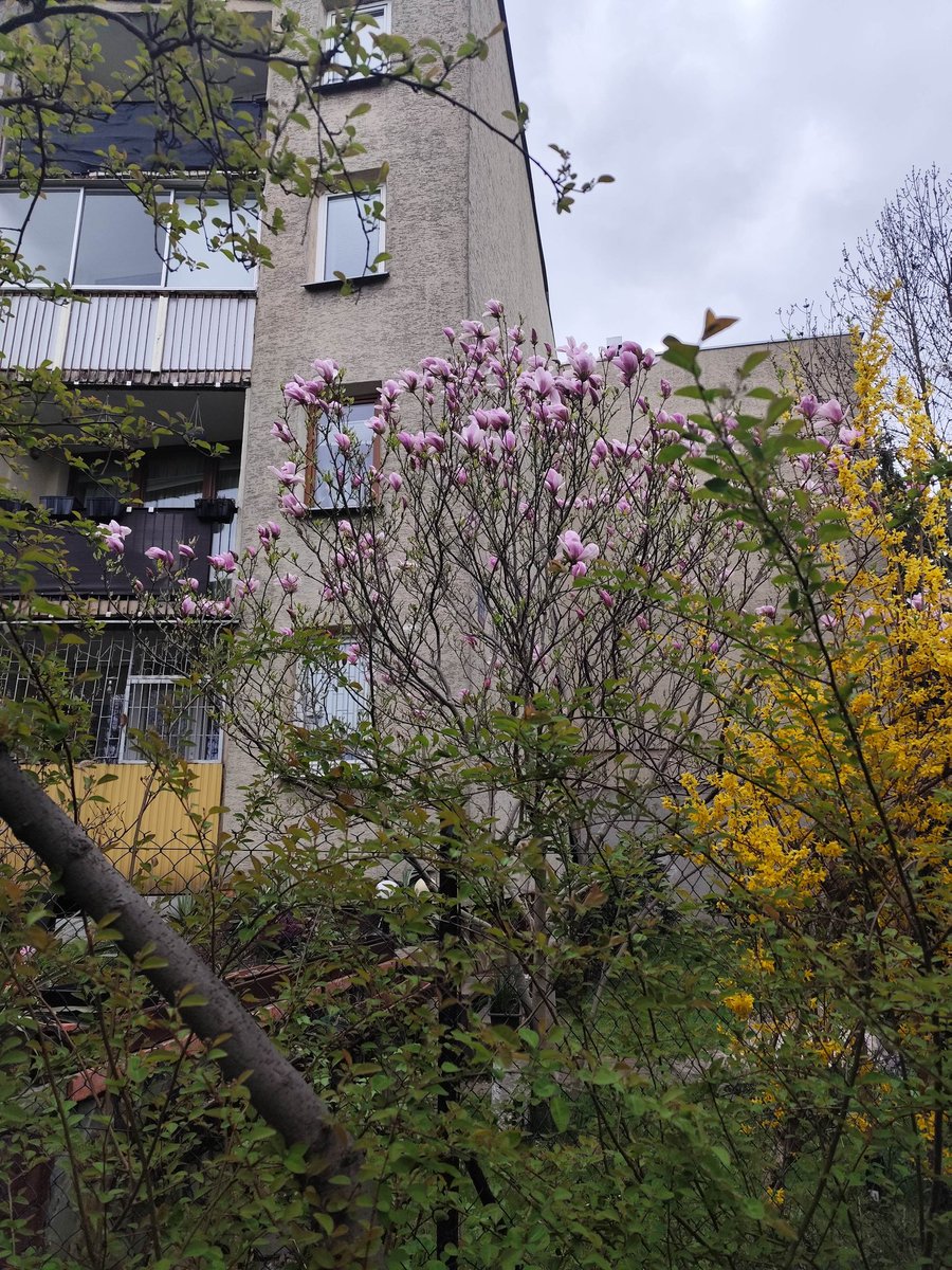 OlaKrugly's tweet image. Oto coś, co w Polsce działa jak program rewitalizacji - #magnolia!
W ogródkach przy blokach, między balkonami, siatkami i elewacją sprzed lat, co roku robi dokładnie to samo: zamienia zwykłe osiedle w miejsce, na które chce się patrzeć.
To jest taka niewidzialna infrastruktura