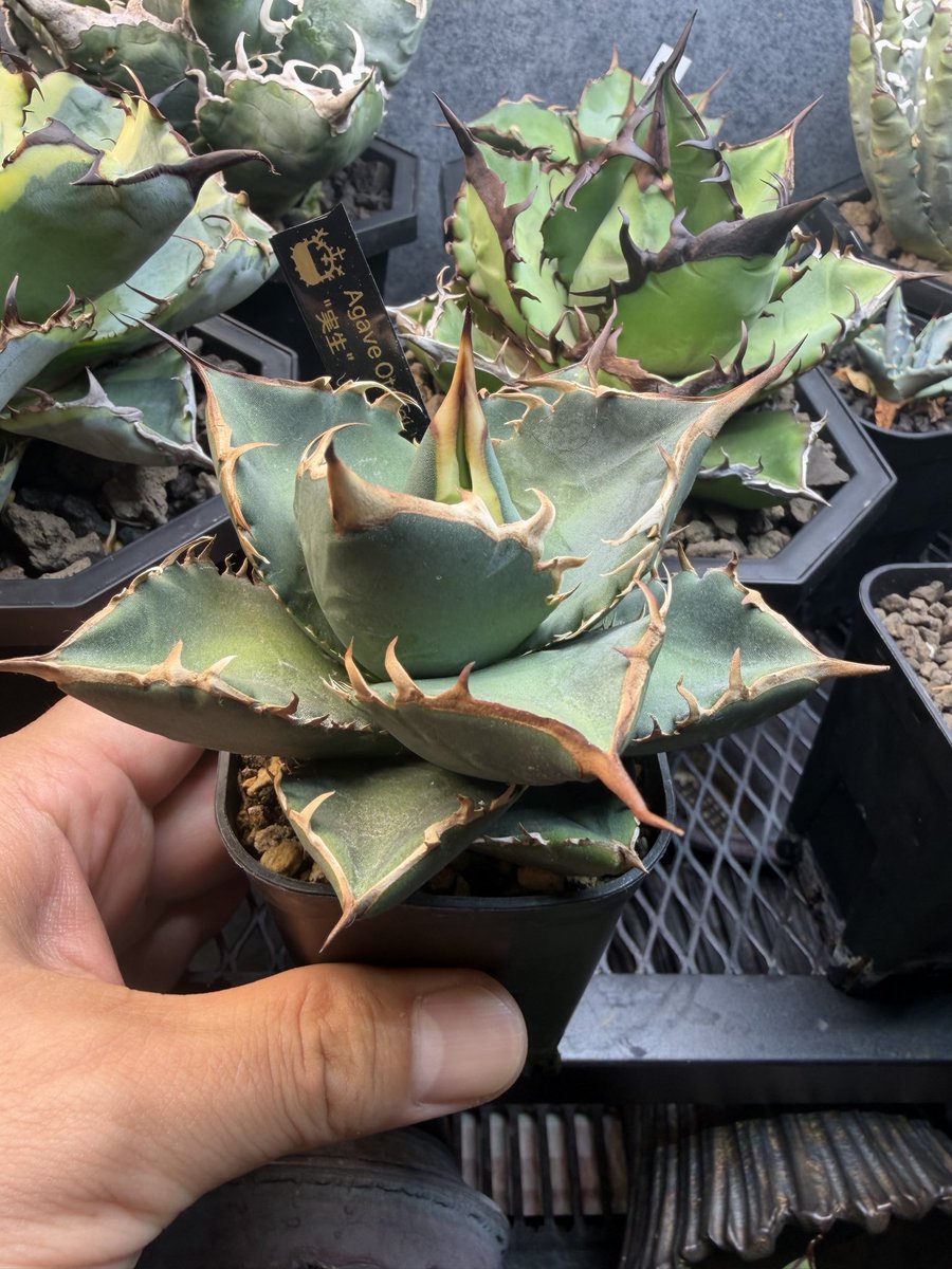 Jignas_HP's tweet photo. 初オテ https://t.co/bprlrhD1I1