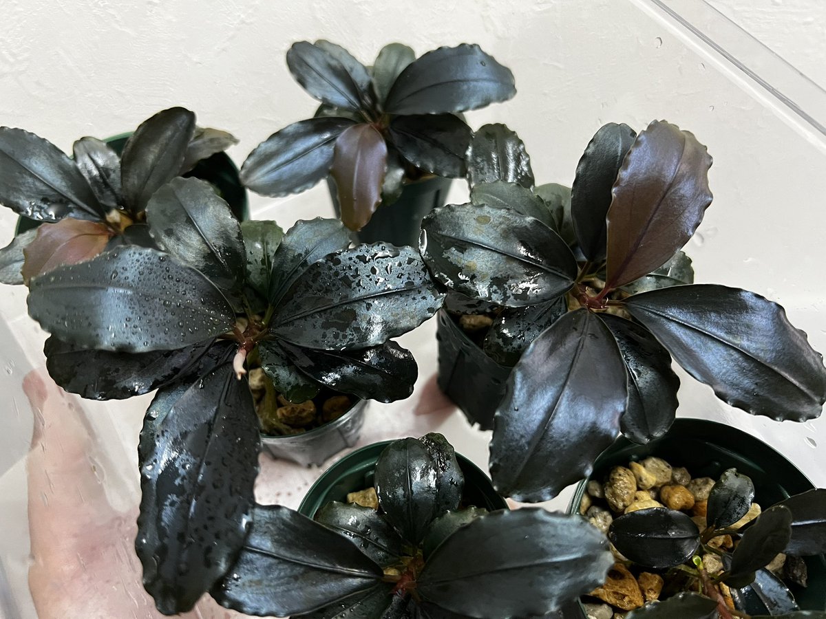 Blutan55 tweet media