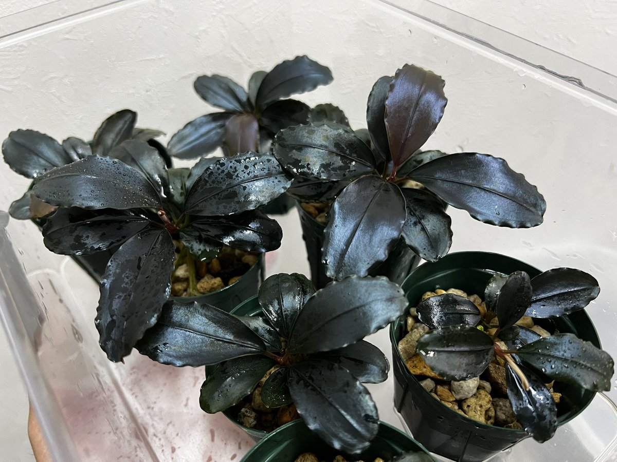 Blutan55 tweet media