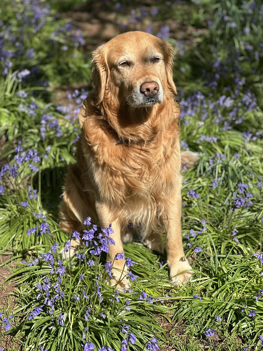 geoffzzzzzz's tweet image. Good morning 💛🐾🐾💛

Fishermans Walk #southbourne #bournemouth