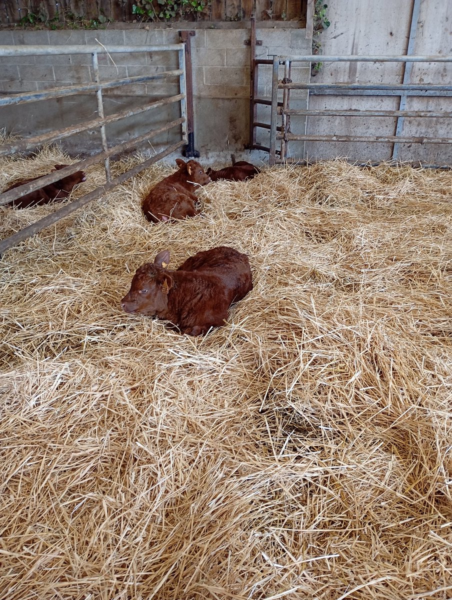 LagorioValentin's tweet photo. La plus belle race du monde ! ❤️ 

Trois mots pour la définir : rustique, acajou, cornes.

Un produit phare qui en découle : le fromage Salers !
 
Un seul berceau : le Cantal ! ❤️ https://t.co/w3CdBB61tF