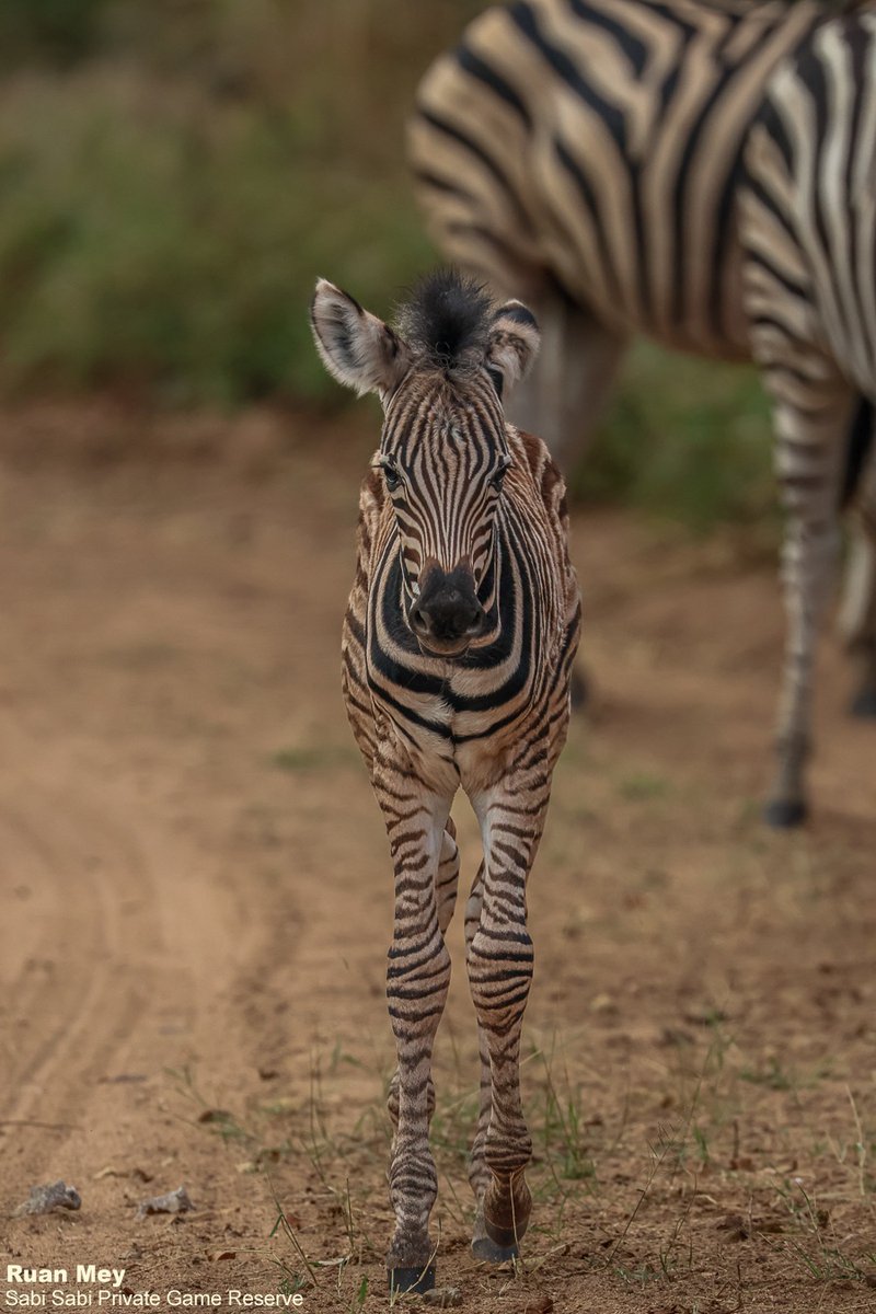 SabiSabiReserve's tweet image. We watched in awe as this young #zebra foal explored its surroundings, slowly growing more confident in its own body. Although foals can stand &amp;amp; follow the herd within minutes of being born, it still takes a few days for them to fully master coordination and movement. #safari